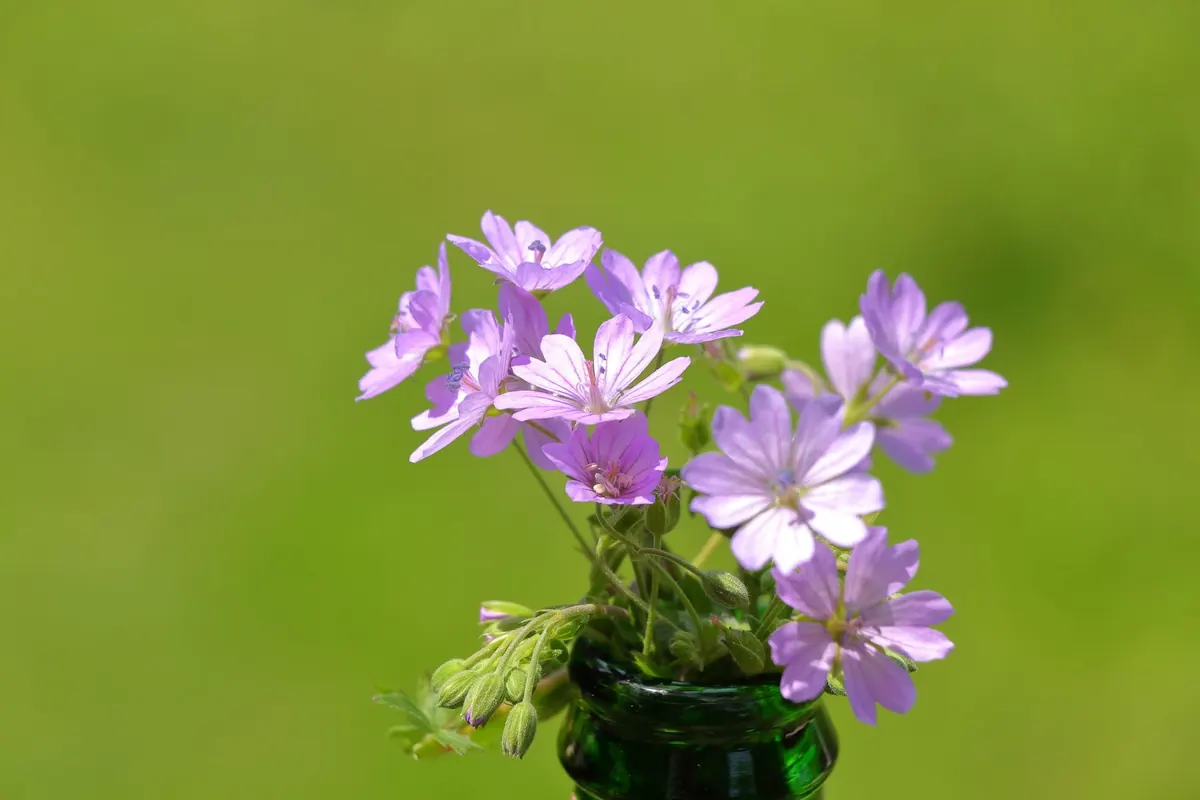 A Seasonal Checklist for Spring Wildflower Photography