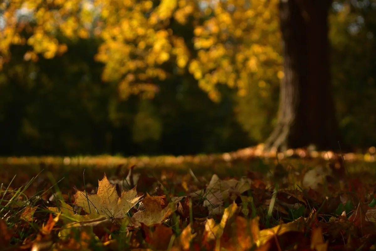Nature